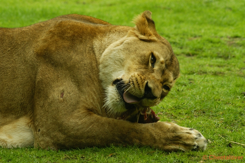 _DSC0156.JPG - Afrikaanse Leeuw