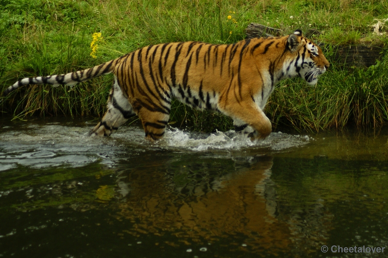 _DSC0087.JPG - Siberische Tijger (Petrouchka)