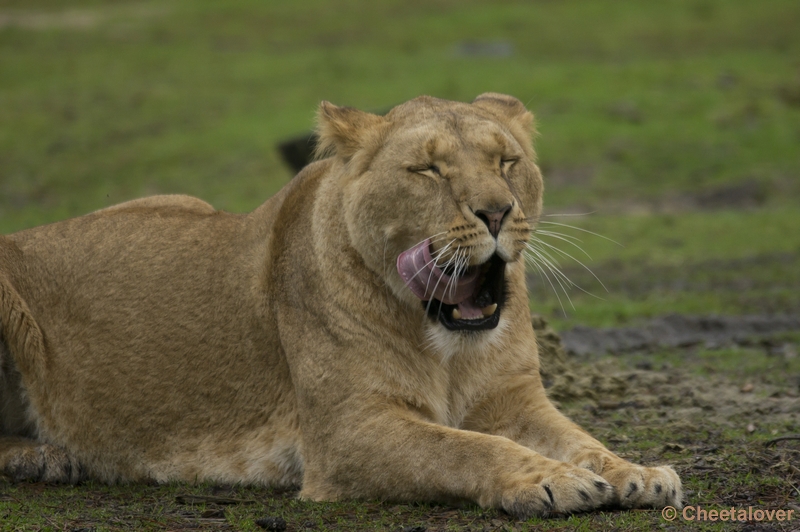 _DSC5878.JPG - Na het eten alles effe schoonlikken