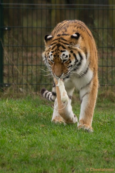 _DSC6088.JPG - Arisha moet het met een Ratje doen, haar moeder Petrouchka had alle twee konijnen opgepeuzeld