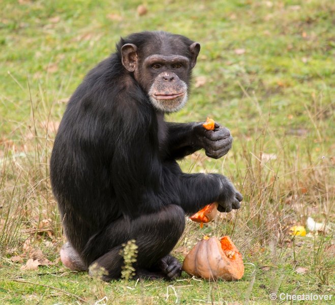 _DSC6337.JPG - Chimpansee aan een Pompoen