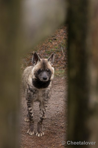 _DSC6106.JPG - Gestreepte Hyena