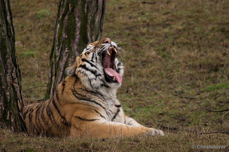 _DSC6120.JPG - Siberische Tijger