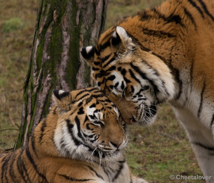 _DSC6130.JPG - Siberische Tijger