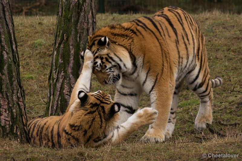 _DSC6135.JPG - Siberische Tijger