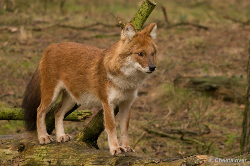 _DSC6150.JPG - Aziatische Wilde Hond