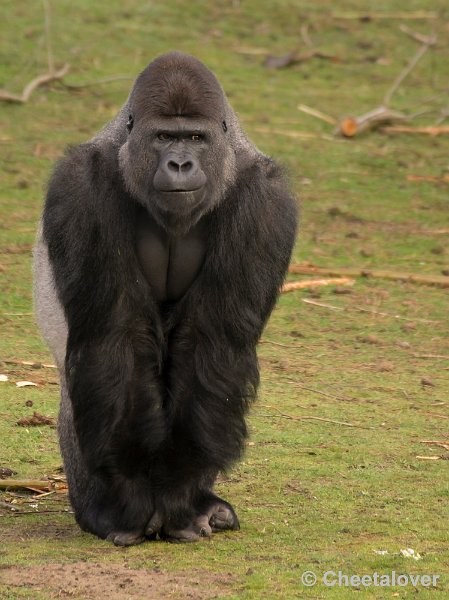 _DSC6163.JPG - Gorilla