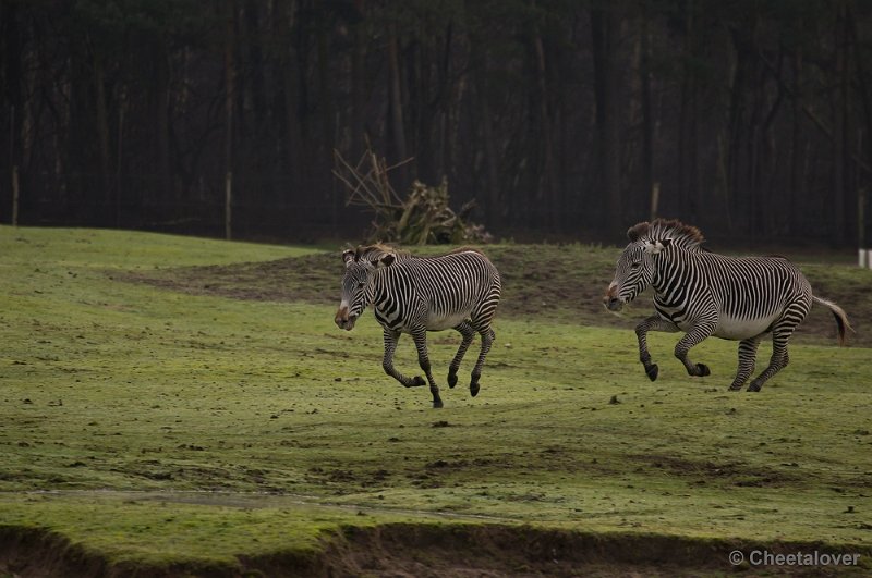 _DSC6186.JPG - Grevy Zebra