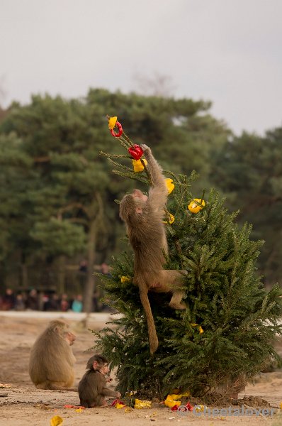 _DSC6353.JPG - Ik moet er wat moeite voor doen...