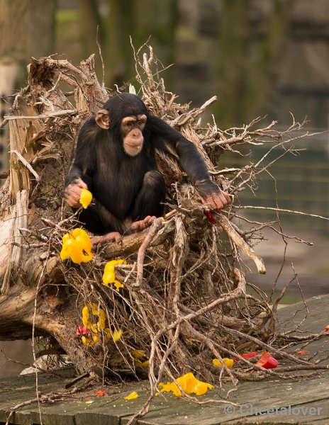 _DSC6465.JPG - Chimpansee genietend van het Kerstdiner