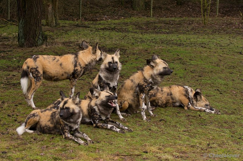 _DSC7550.JPG - Afrikaanse Wilde Hond