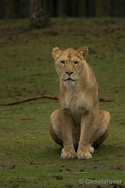 _DSC7575.JPG - Afrikaanse Leeuw