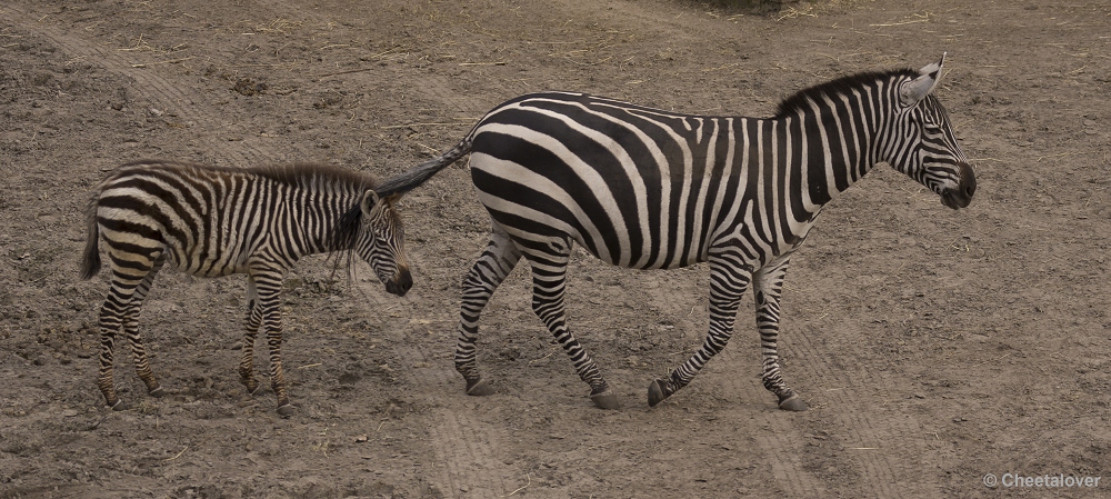 _DSC9892.JPG - Grant Zebra