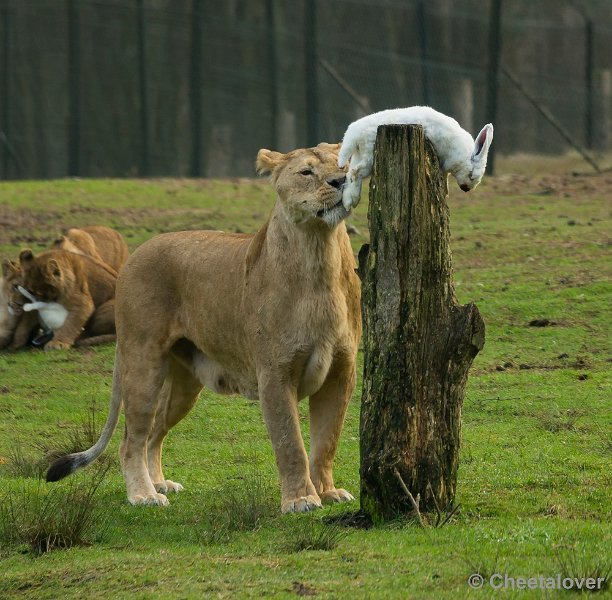 _DSC1229.JPG - 'He...geen Kalkoen dit jaar?'