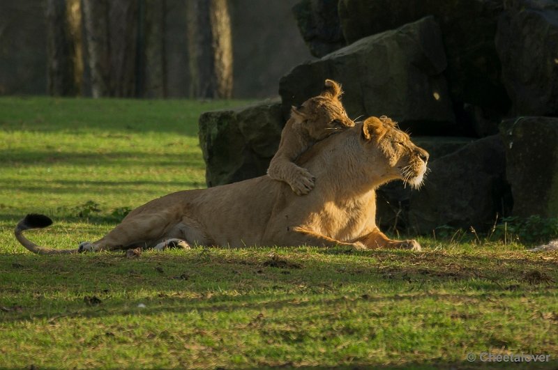 _DSC1449.JPG - Dan is het tijd om mama te pesten