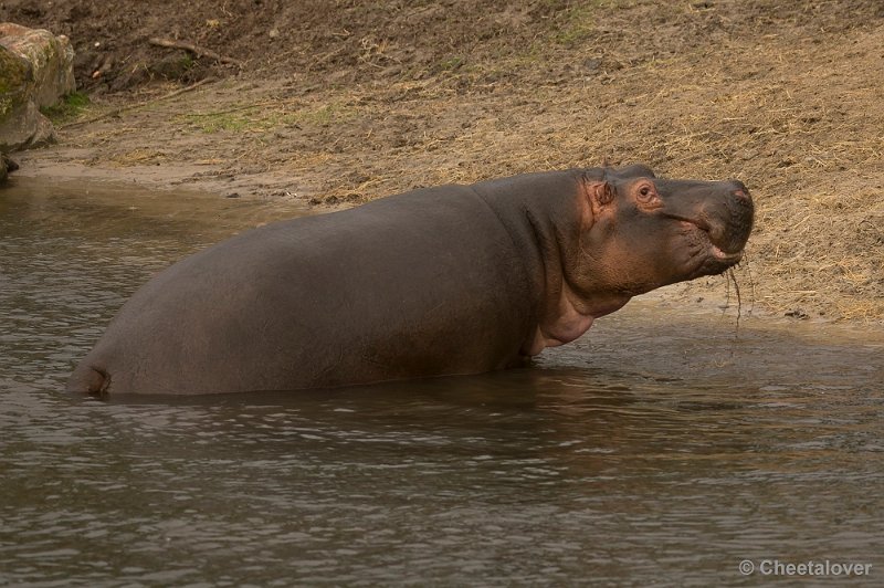 _DSC1497.JPG - Een Nijlpaard op weg naar het Kerstdiner