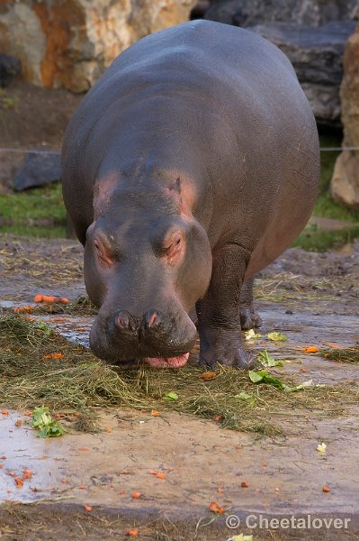 _DSC1509.JPG - Pompoenen en Worteld op een bedje van Stro voor de Nijlpaarden