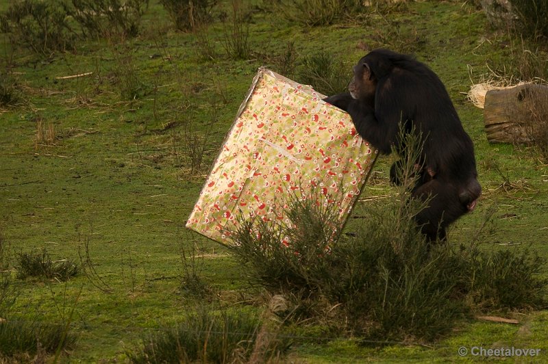 _DSC1520.JPG - Een Chimpansee gaat er met het grootste kado vandoor