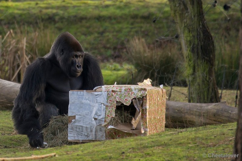 _DSC1549.JPG - Gorilla met een kadootje