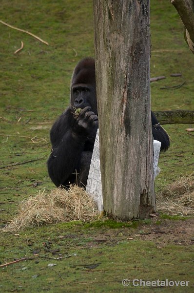 _DSC1570.JPG - Verstoppertje spelen