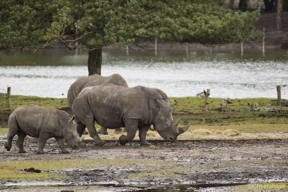 _DSC0098.JPG - Breedlipneushoorn