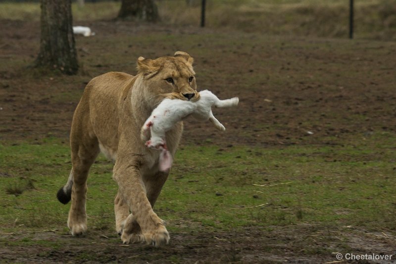 _DSC0023.JPG - Voor de Leeuwen staat er konijn op het menu