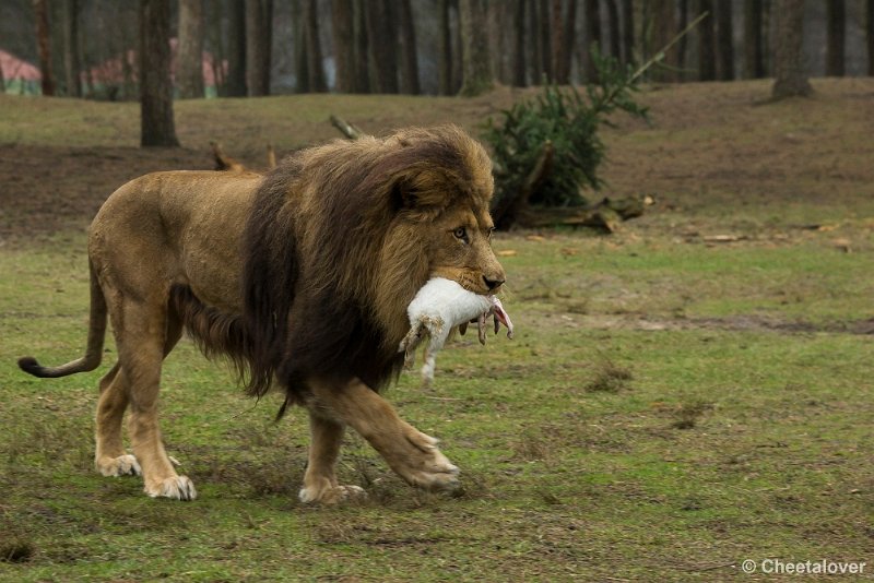 _DSC0033.JPG - Voor de Leeuwen staat er konijn op het menu