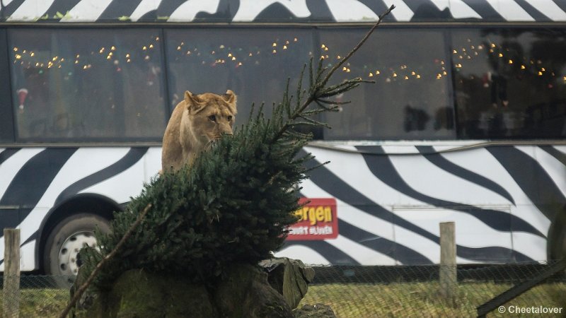 _DSC0047.JPG - Ook is er interesse voor de Kerstbomen