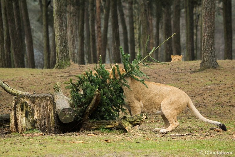 _DSC0087.JPG - Het wordt een gezellig samenzijn rond en...