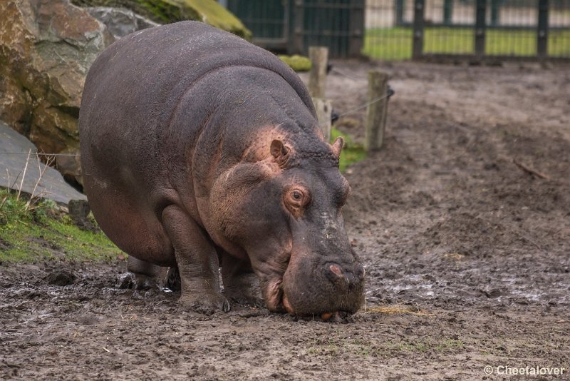 _DSC0149.JPG - Daar gaat een pompoen