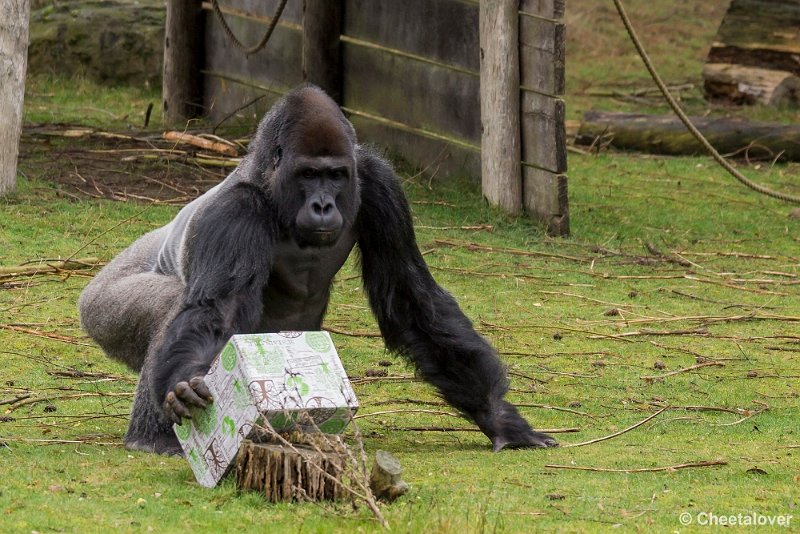 _DSC0303.JPG - De Gorilla's krijgen Kerstkadootjes