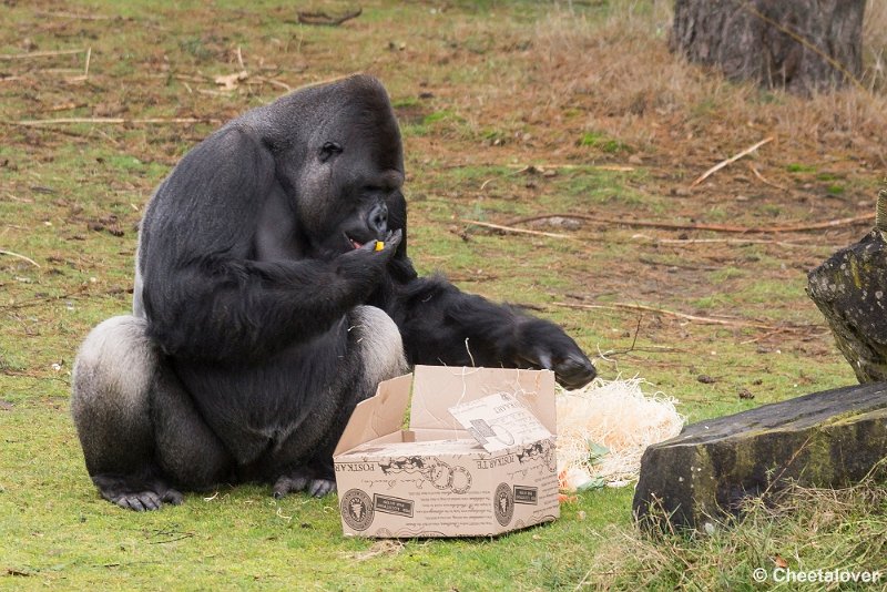 _DSC0317.JPG - Kerstkado gevuld met lekkers