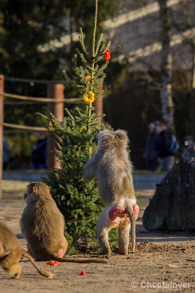 _DSC0280.JPG - De Kerstboom wordt versierd