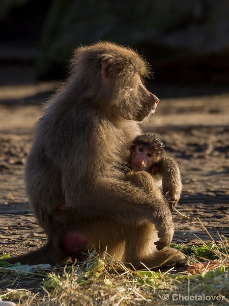 _DSC0309.JPG - Veilig bij mama