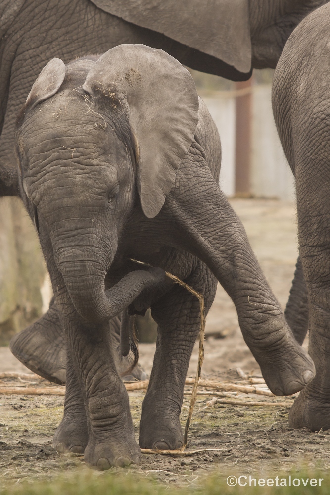 _DSC0228.JPG - Afrikaanse Olifant 'Madiba'