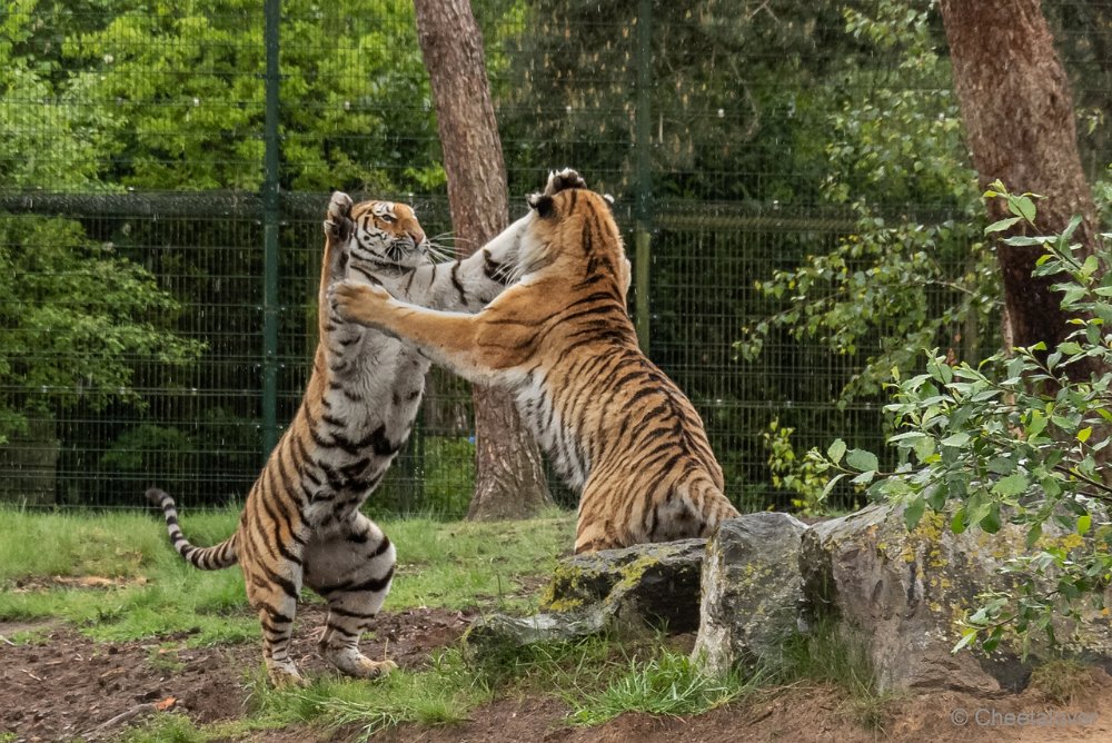 P1080737.JPG - Amoertijger