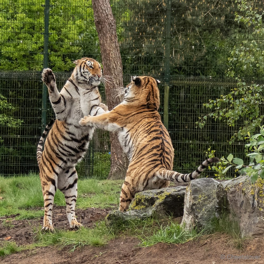 P1080738.JPG - Amoertijger