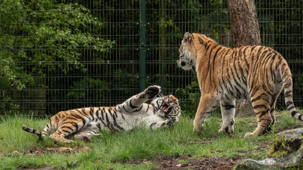 P1080759.JPG - Amoertijger