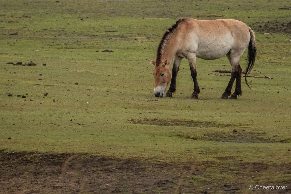 P1080791.JPG - Przewalskipaard