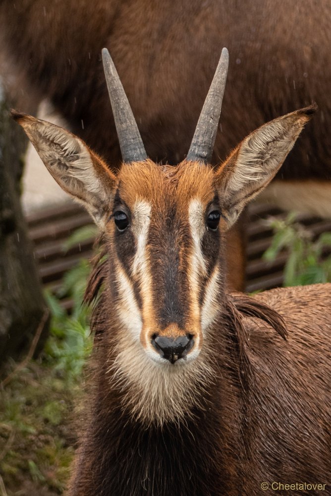 P1080874.JPG - Zwartpaard Antilope