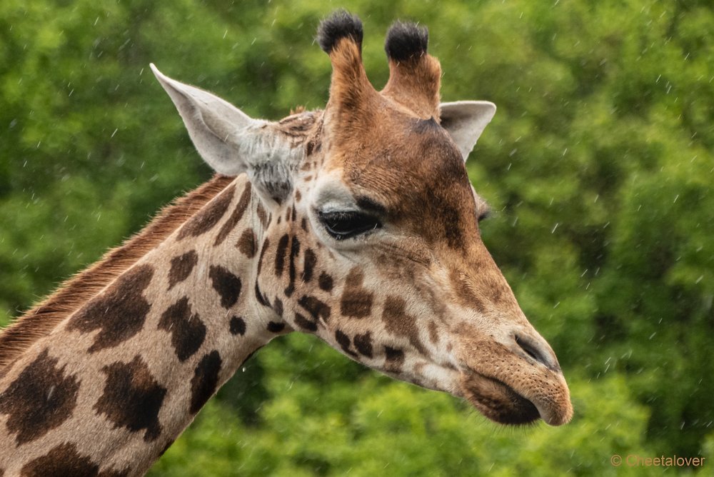 P1080923.JPG - Nubische Giraffe