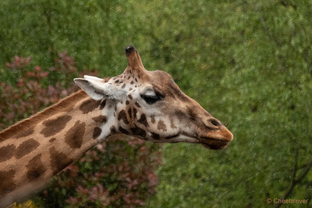 P1080926.JPG - Nubische Giraffe