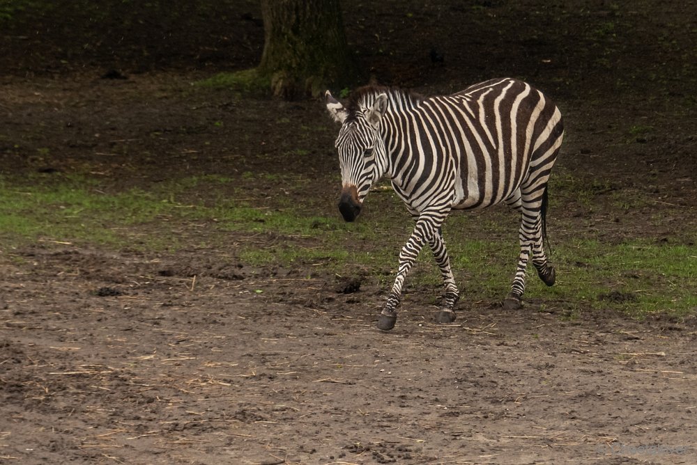 P1080936.JPG - Grant Zebra