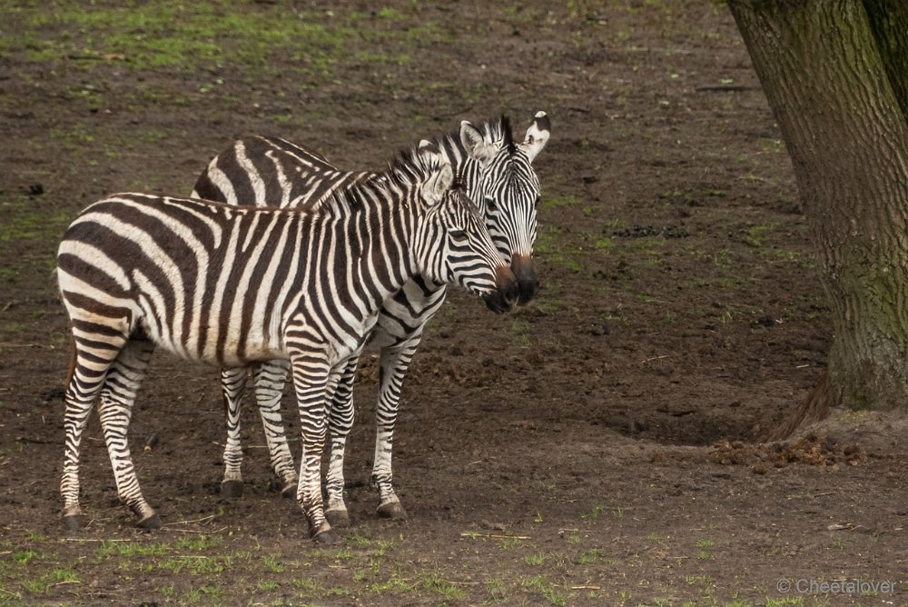 P1080945.JPG - Grant Zebra