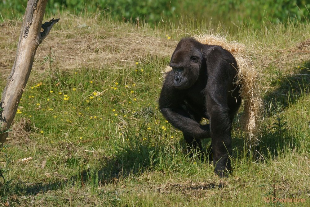 DSC00039.JPG - Westelijke laaglandgorilla