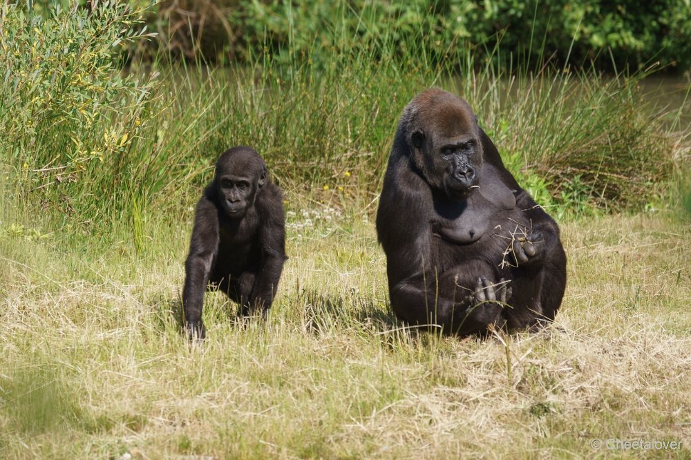 DSC00040.JPG - Westelijke laaglandgorilla