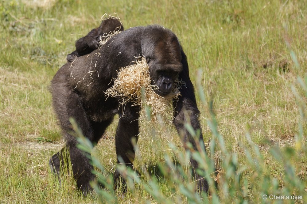 DSC00042.JPG - Westelijke laaglandgorilla