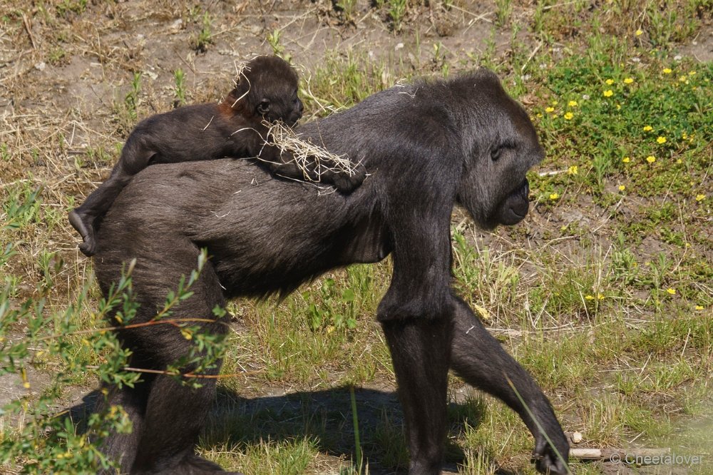 DSC00046.JPG - Westelijke laaglandgorilla