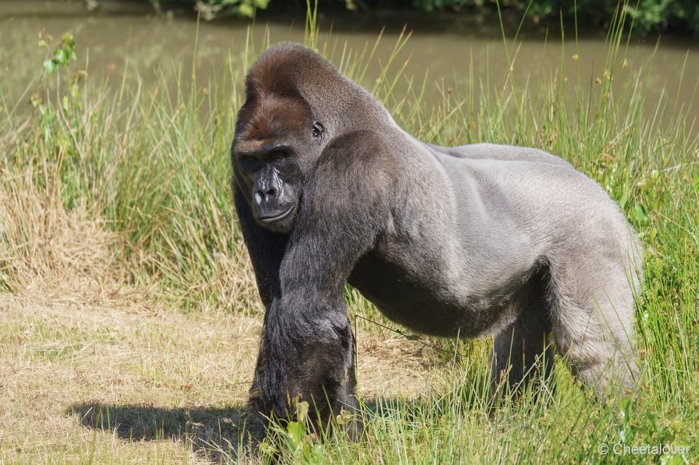 DSC00053.JPG - Westelijke laaglandgorilla