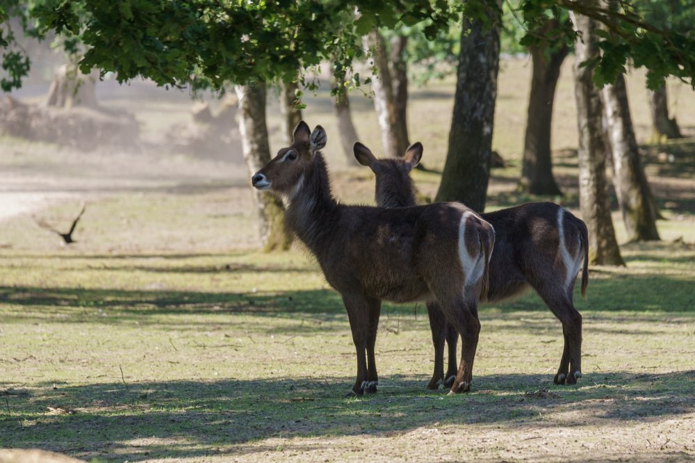 DSC00063.JPG -  Ellipswaterbok